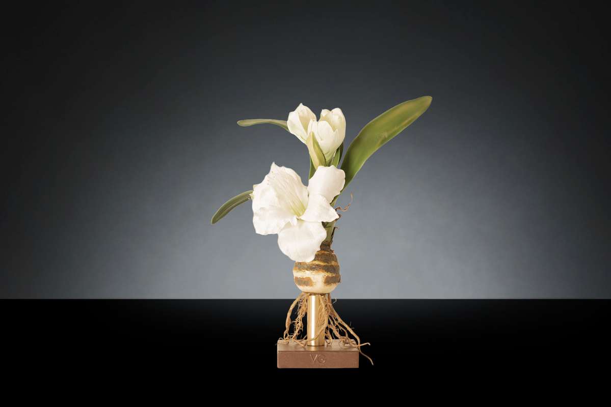 1700219120-1142907.37 AMARYLLIS_1LOW